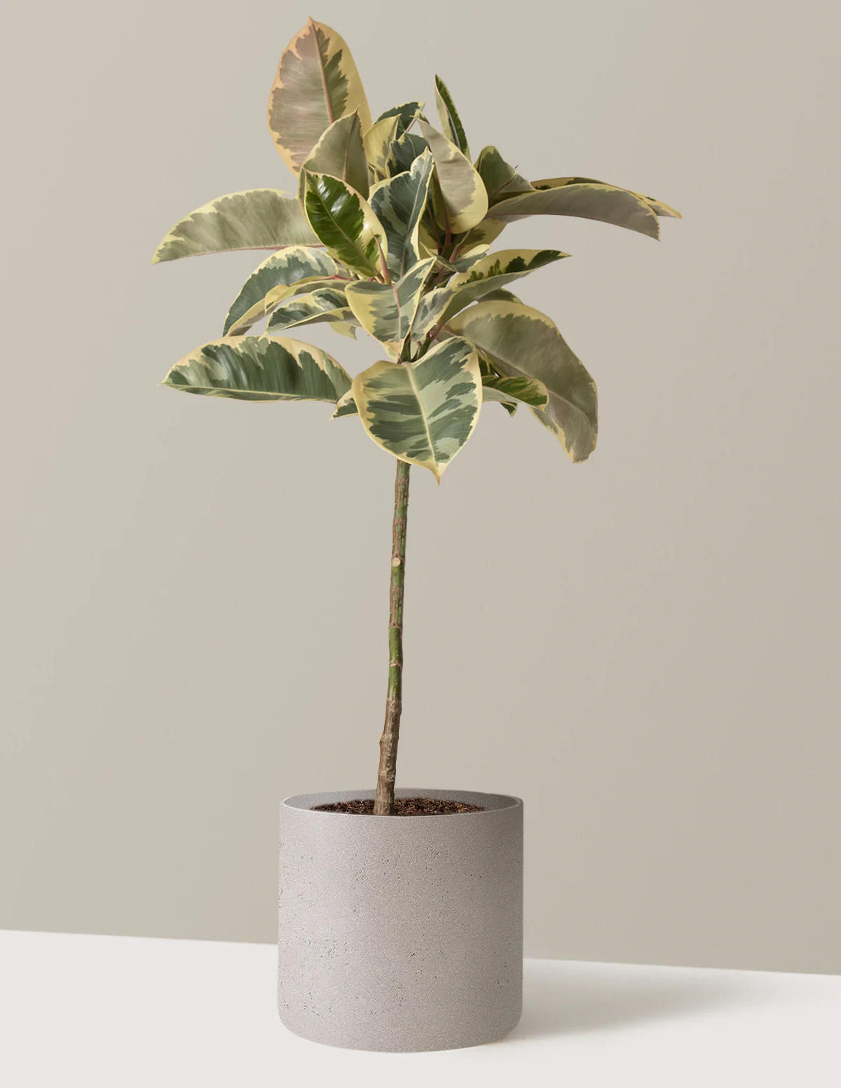 Ficus Tineke Tree - Image 12