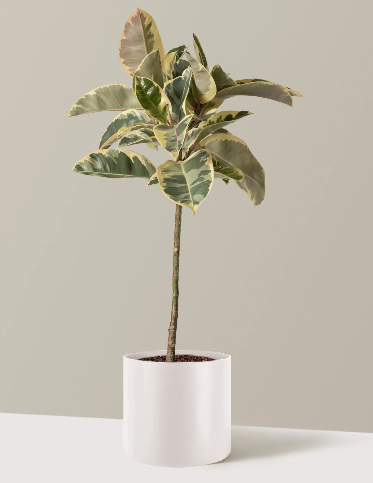 Ficus Tineke Tree - Image 13