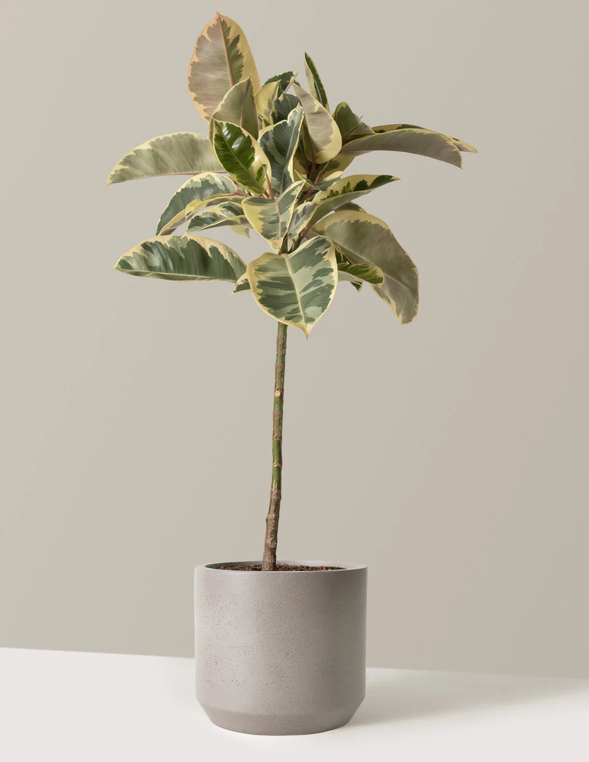 Ficus Tineke Tree - Image 15