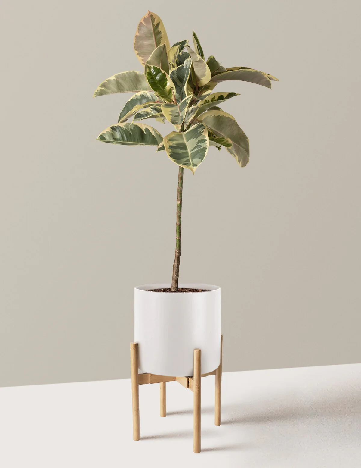Ficus Tineke Tree - Image 22