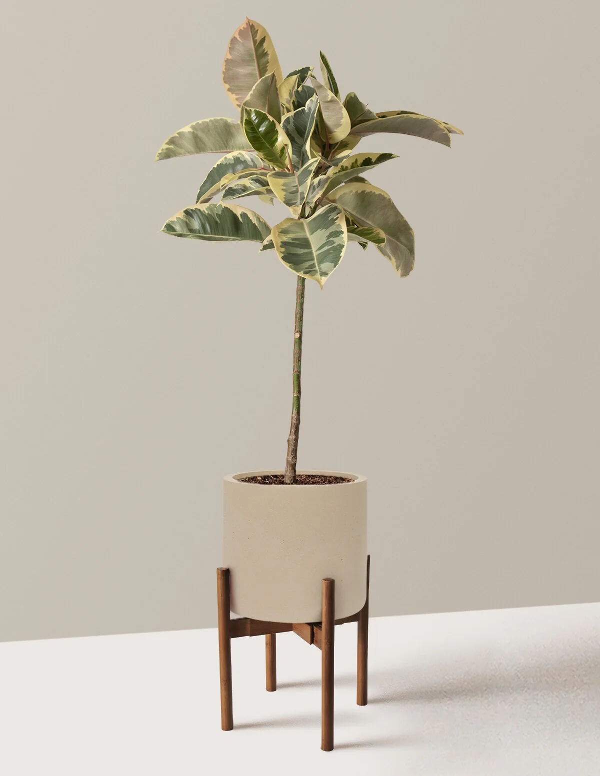 Ficus Tineke Tree - Image 26
