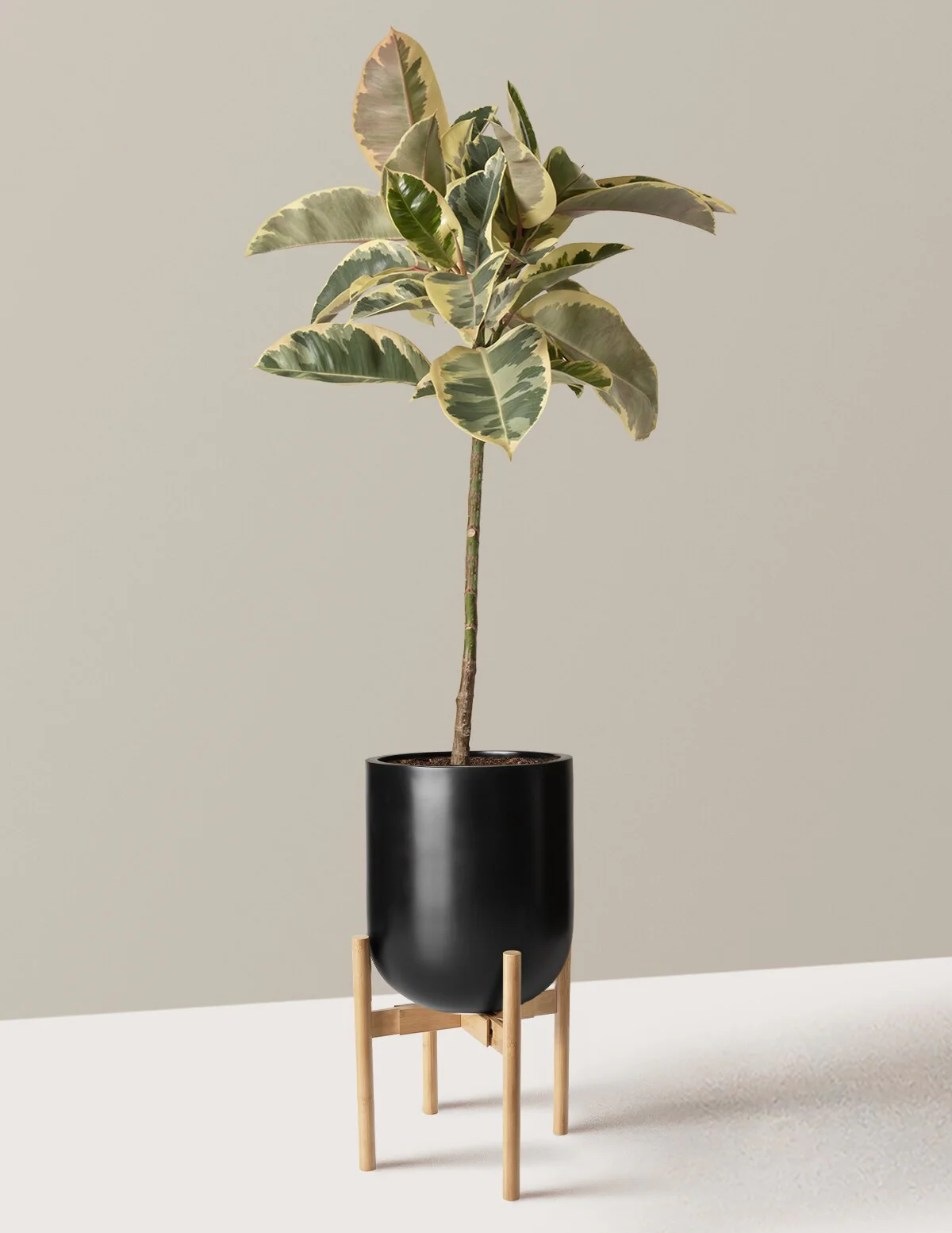 Ficus Tineke Tree - Image 27