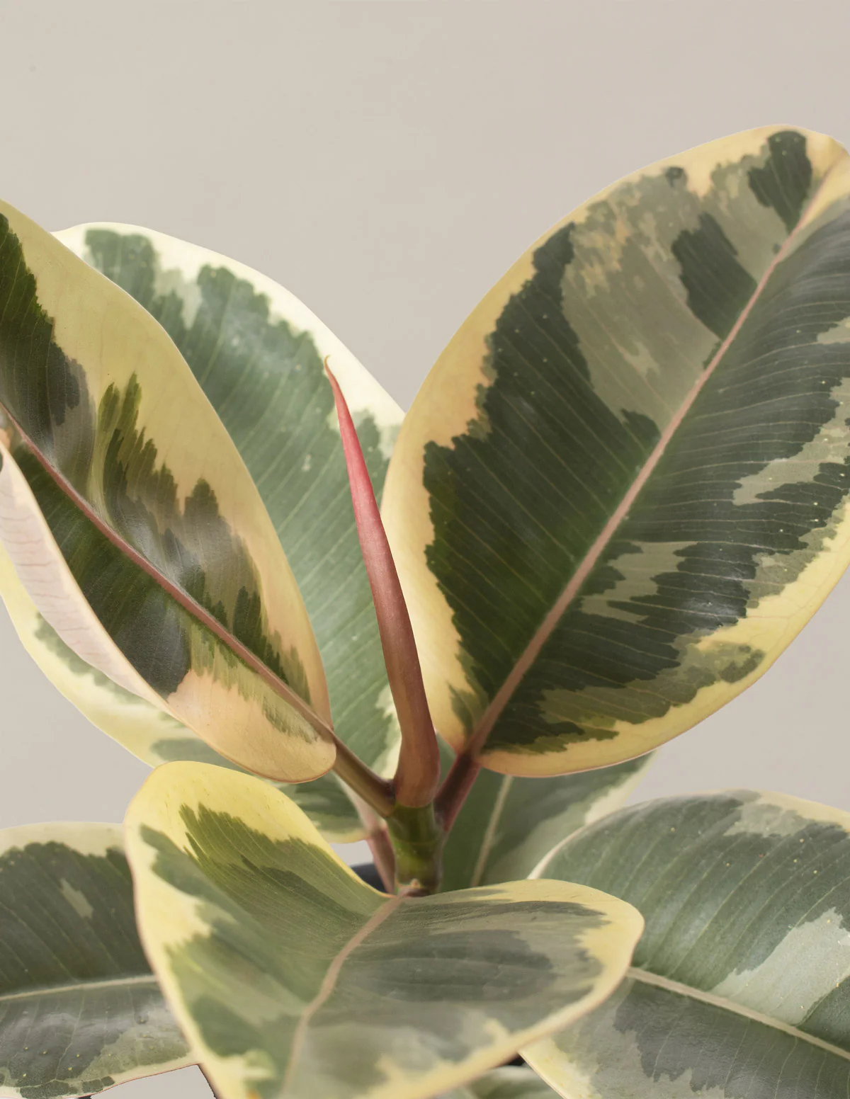 Ficus Tineke Tree - Image 3