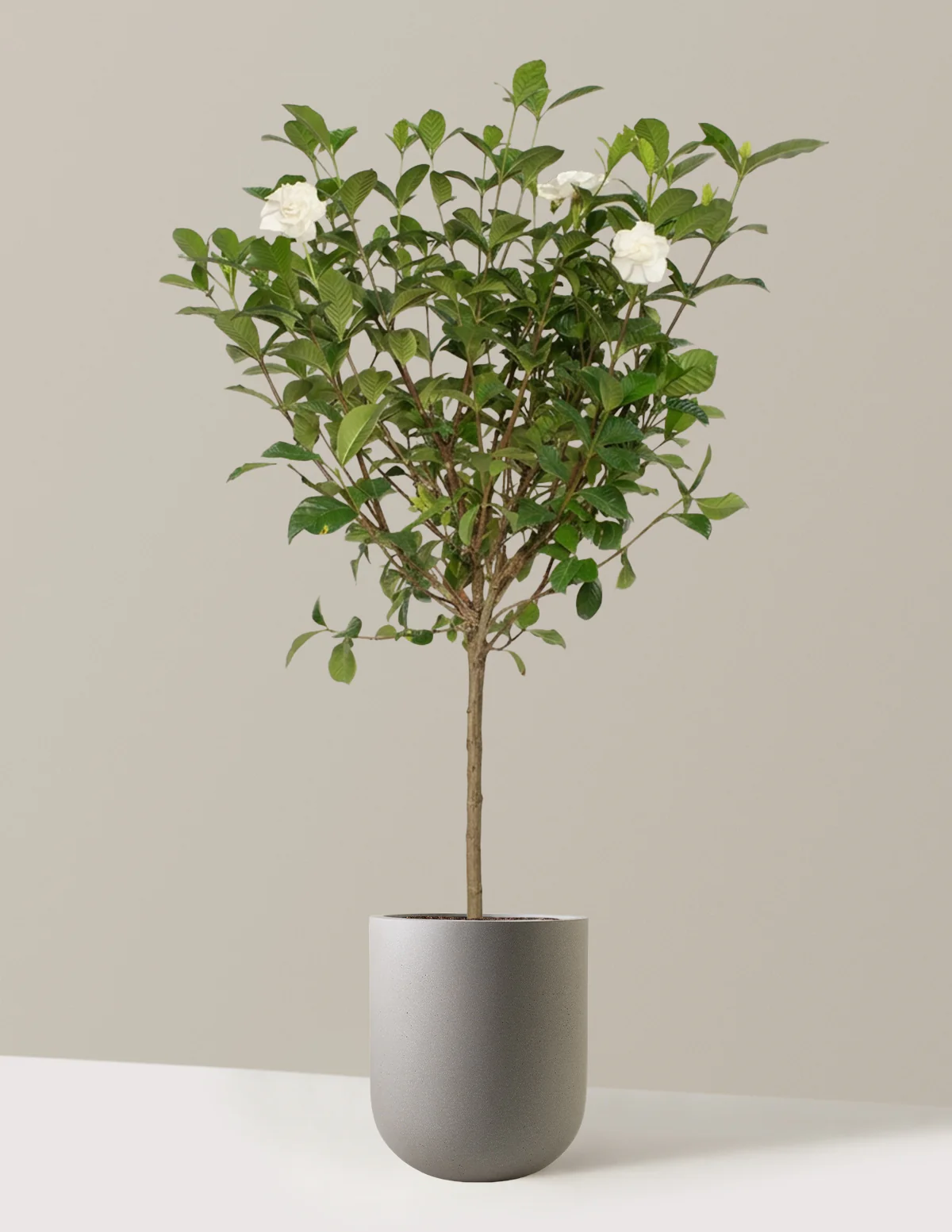 Large Gardenia Tree - Image 10