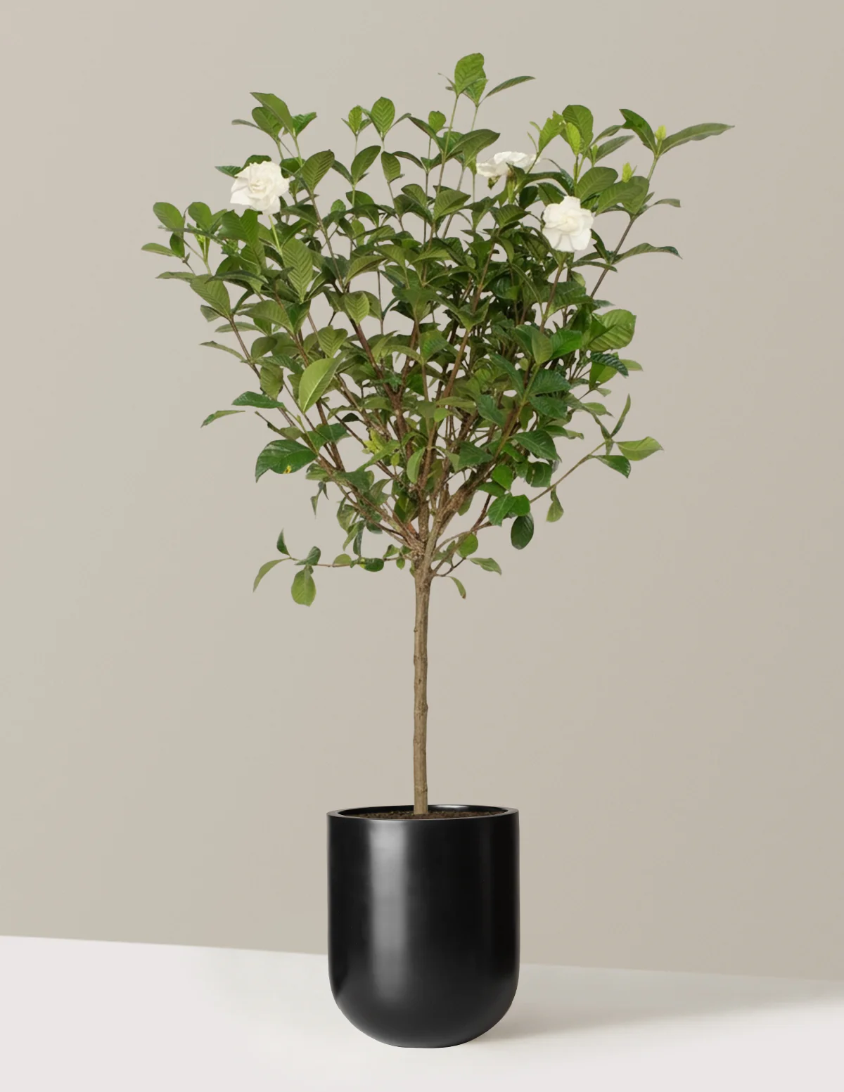 Large Gardenia Tree - Image 11