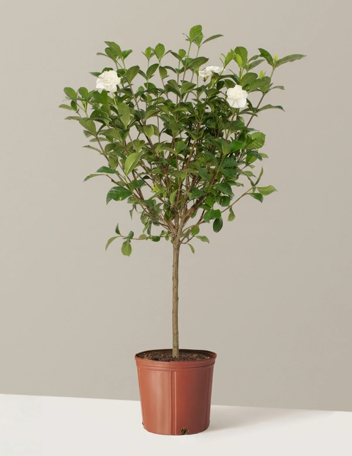 Large Gardenia Tree - Image 12