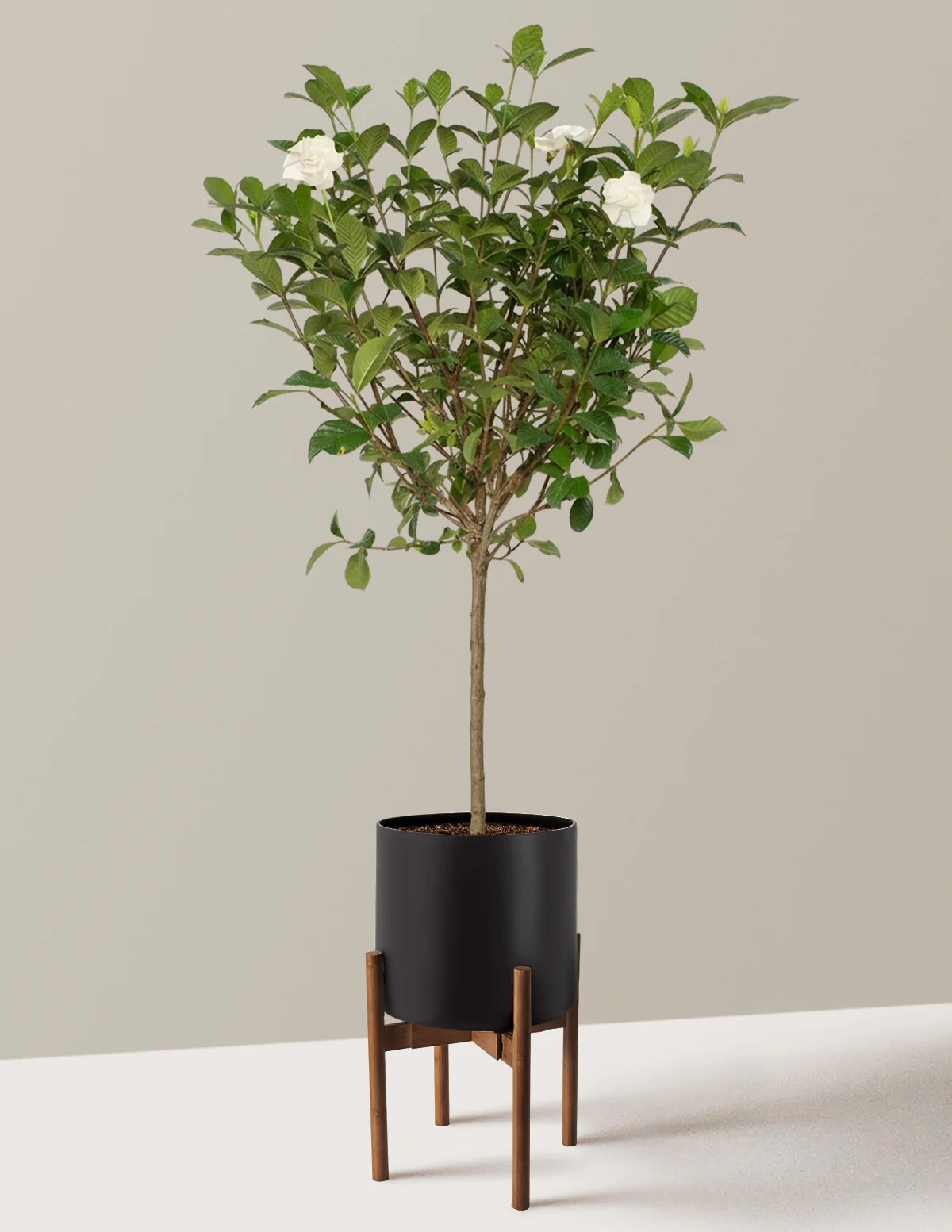 Large Gardenia Tree - Image 13