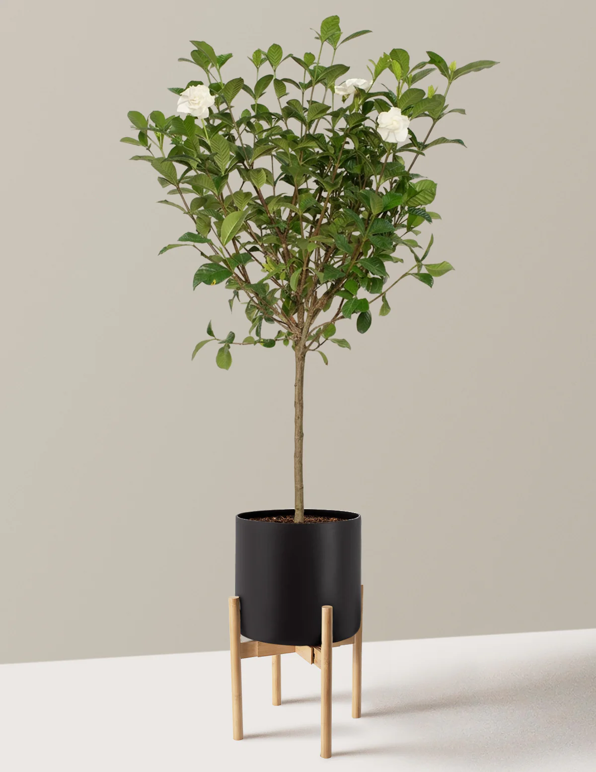 Large Gardenia Tree - Image 14