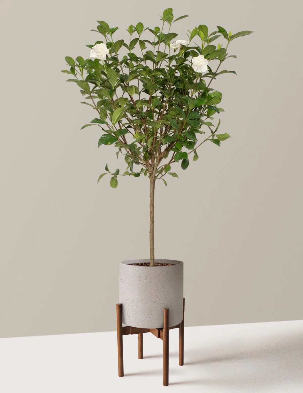 Large Gardenia Tree - Image 15