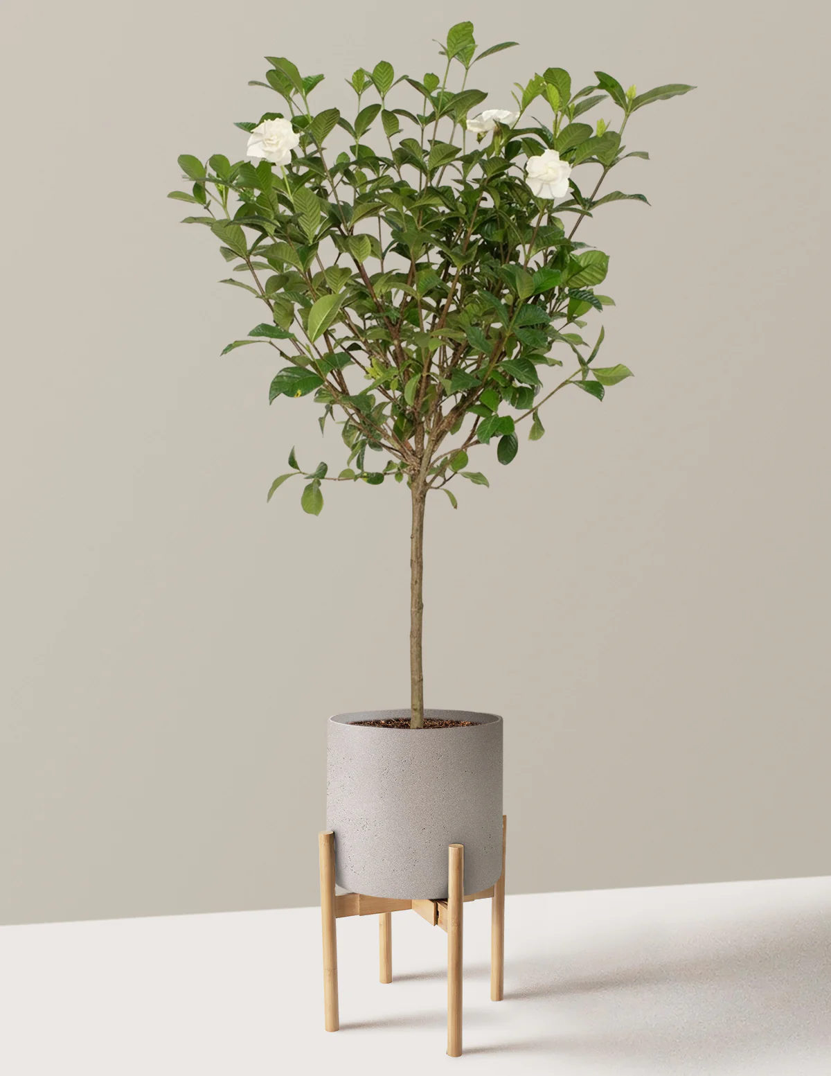 Large Gardenia Tree - Image 16