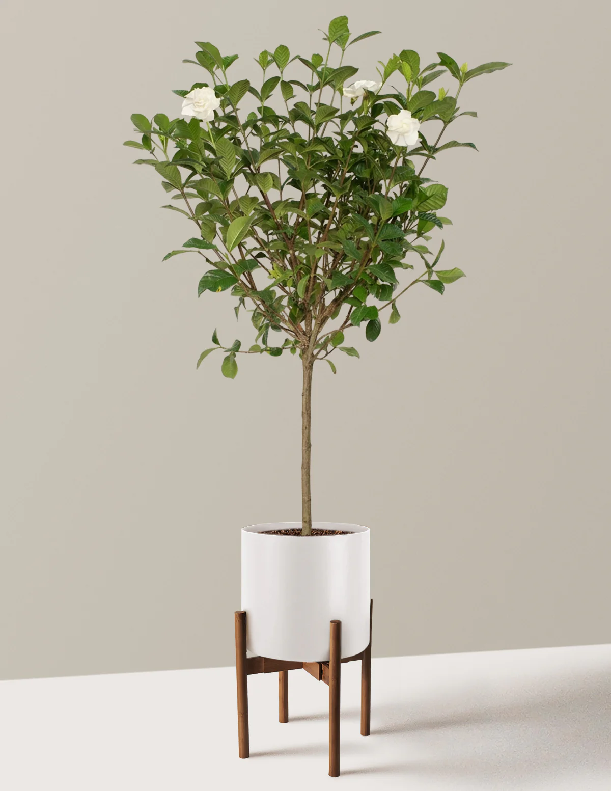 Large Gardenia Tree - Image 17