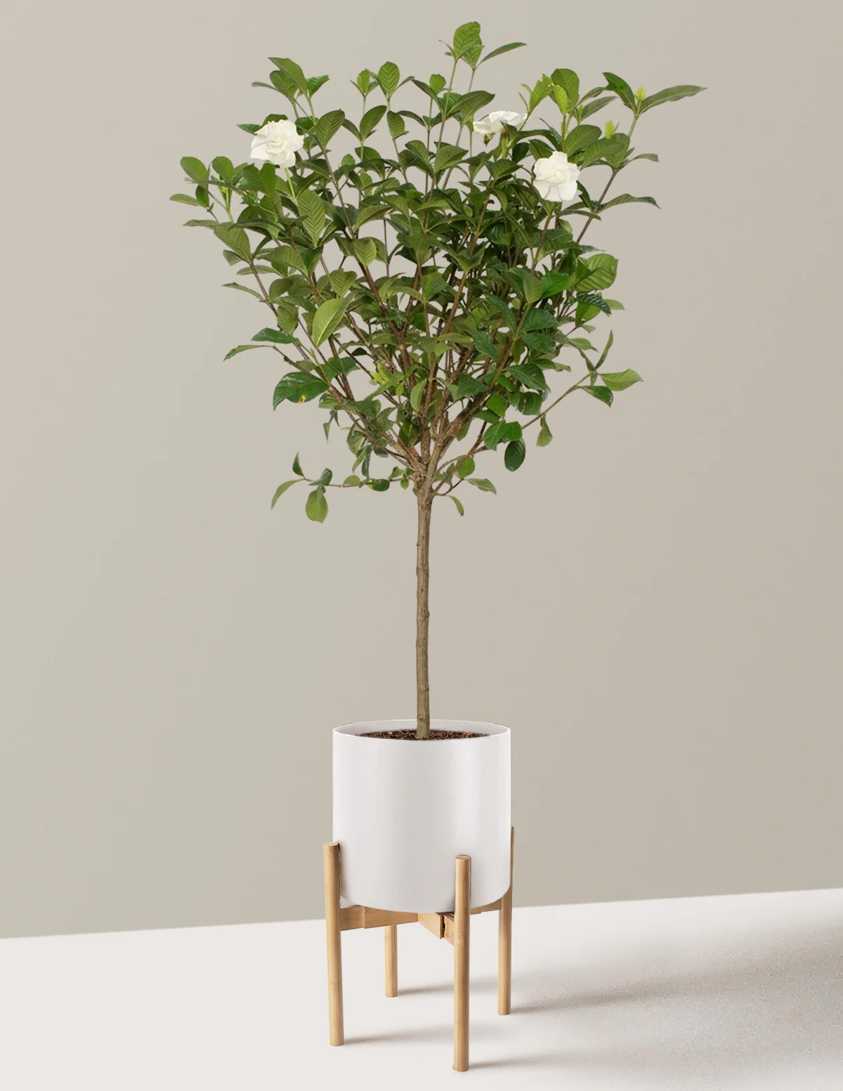 Large Gardenia Tree - Image 18