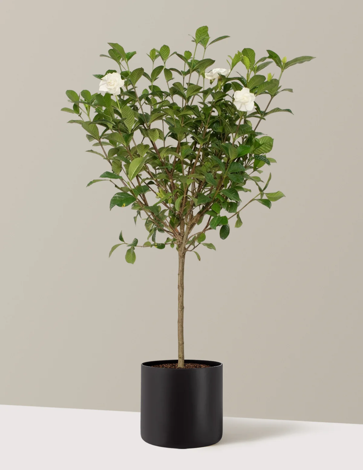 Large Gardenia Tree - Image 19