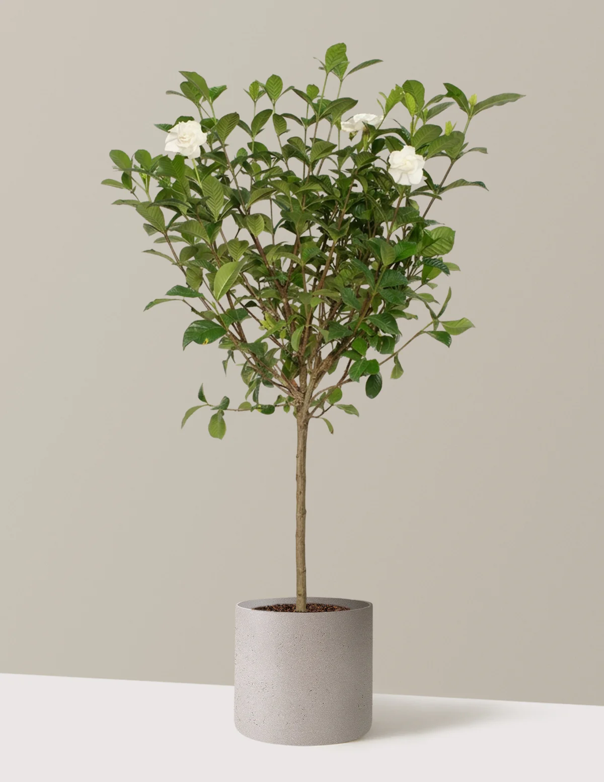 Large Gardenia Tree - Image 20