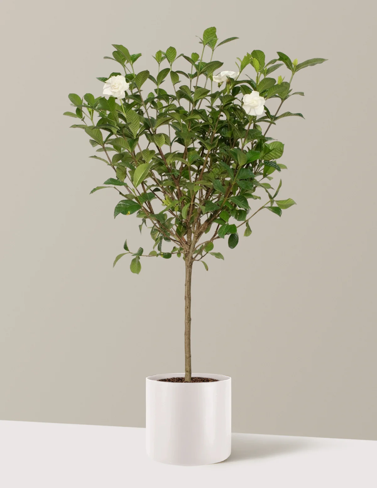 Large Gardenia Tree - Image 21