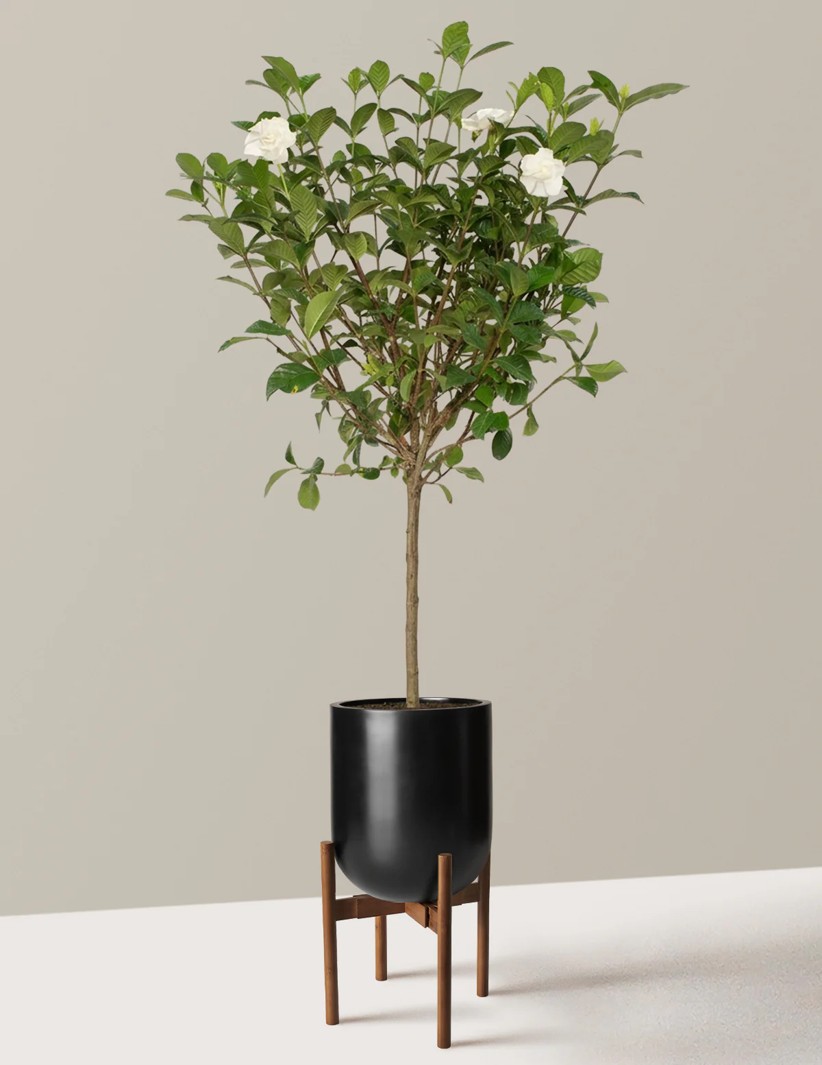 Large Gardenia Tree - Image 22