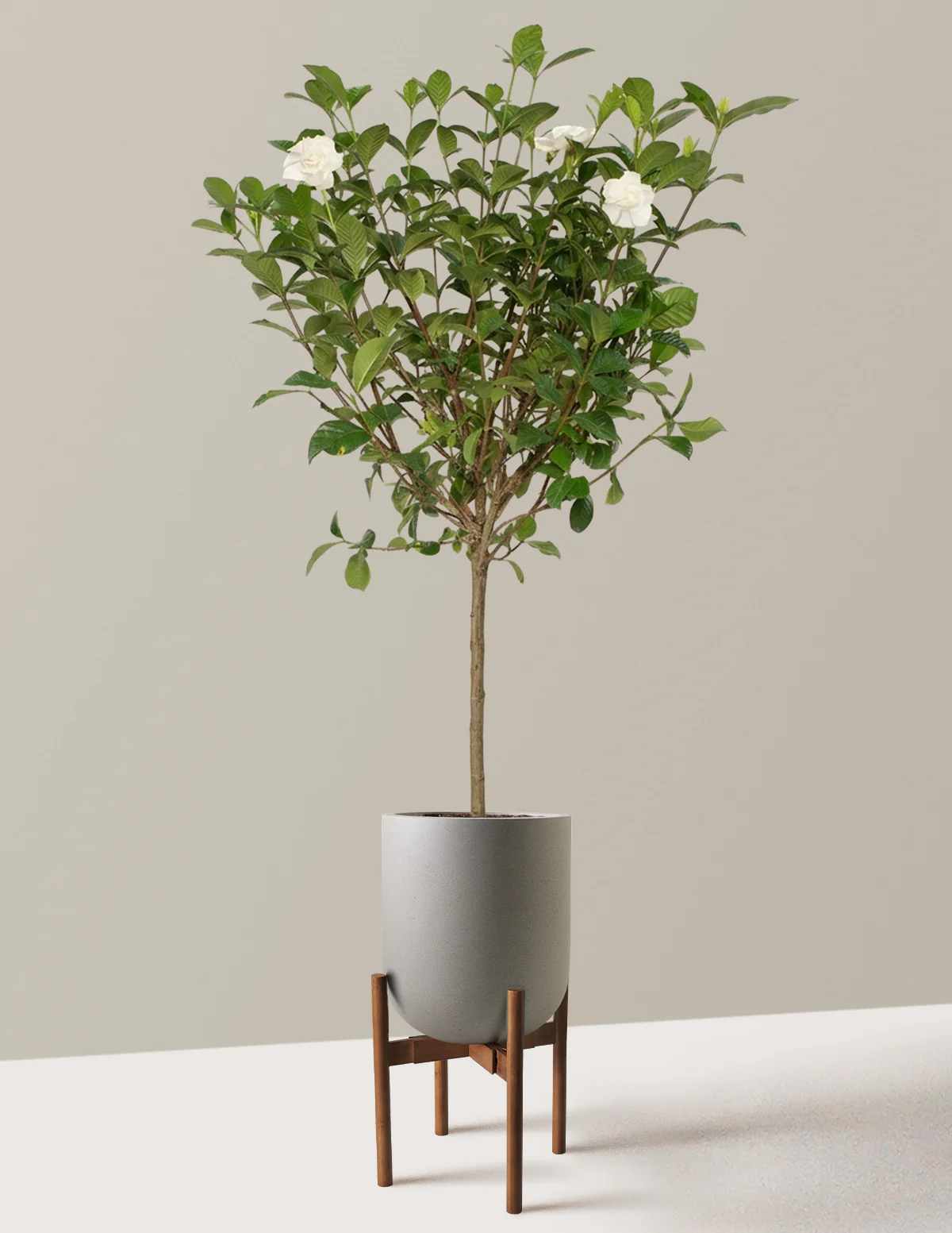 Large Gardenia Tree - Image 24