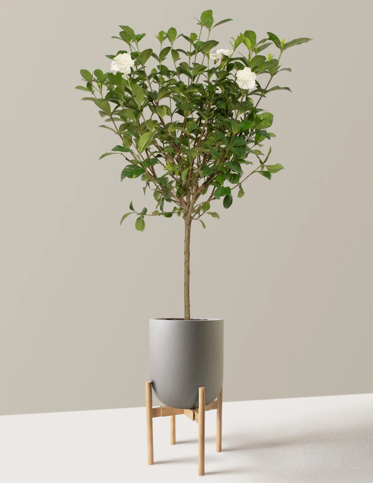 Large Gardenia Tree - Image 25