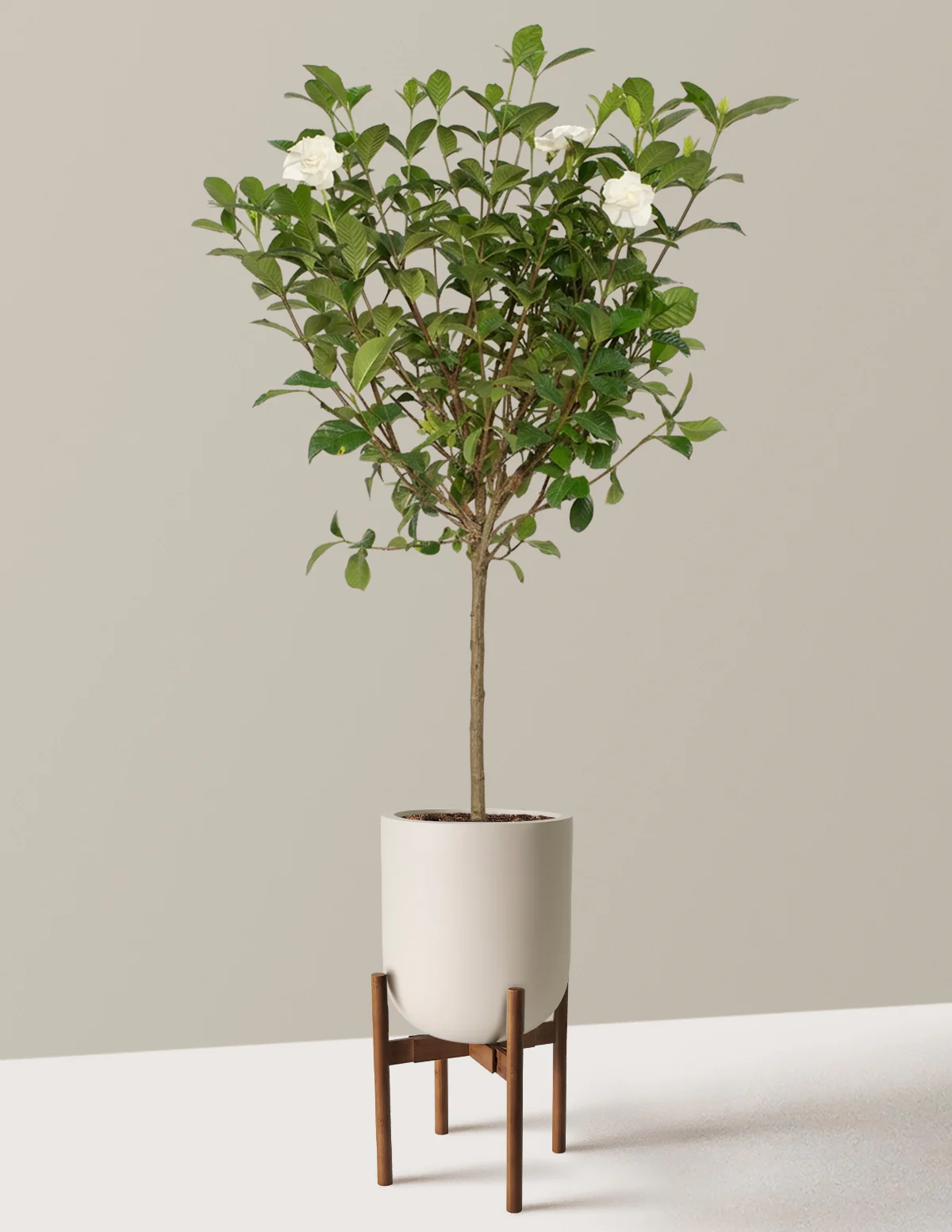 Large Gardenia Tree - Image 26