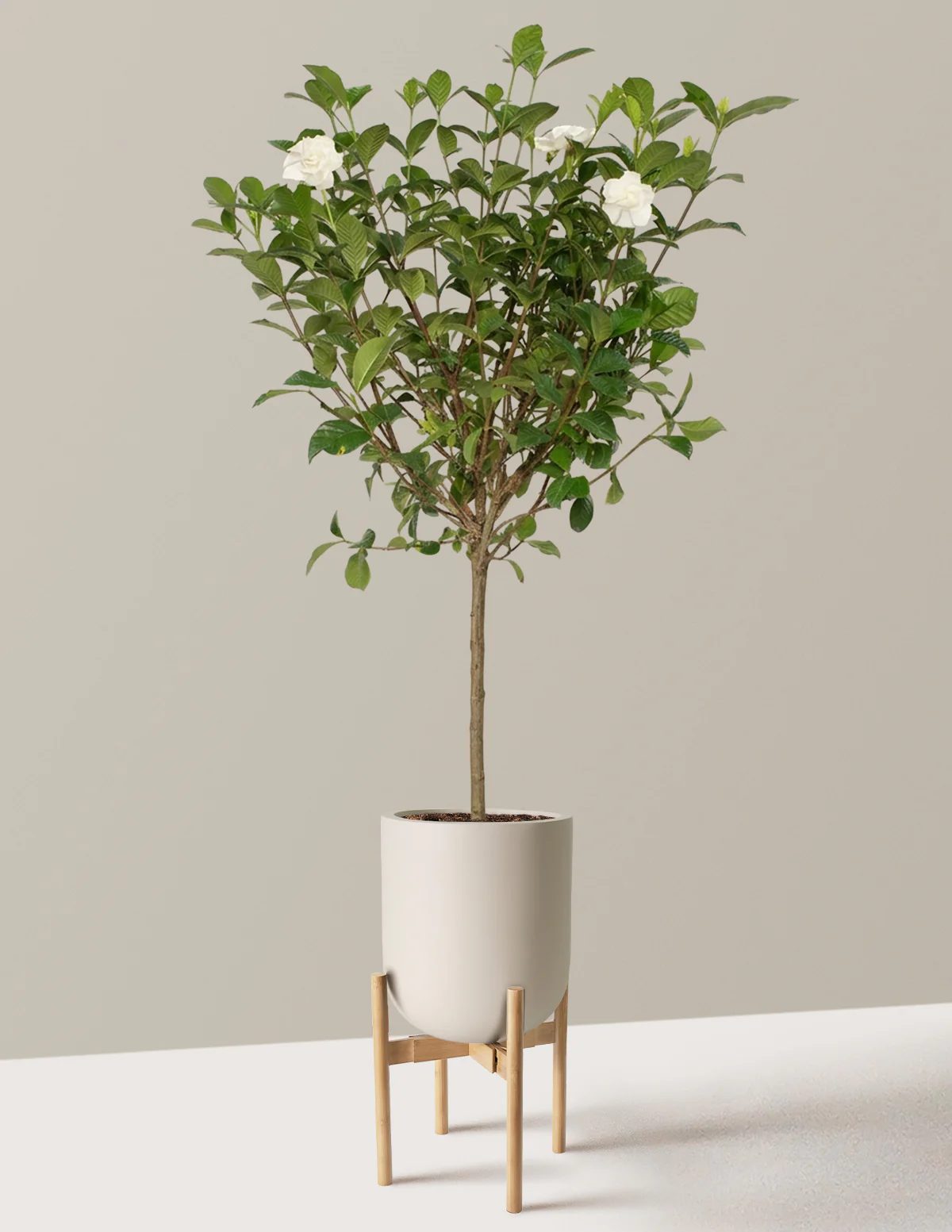 Large Gardenia Tree - Image 27