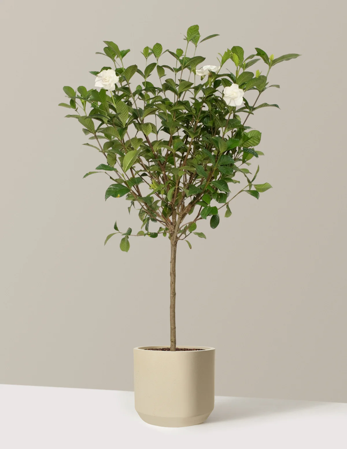 Large Gardenia Tree - Image 28
