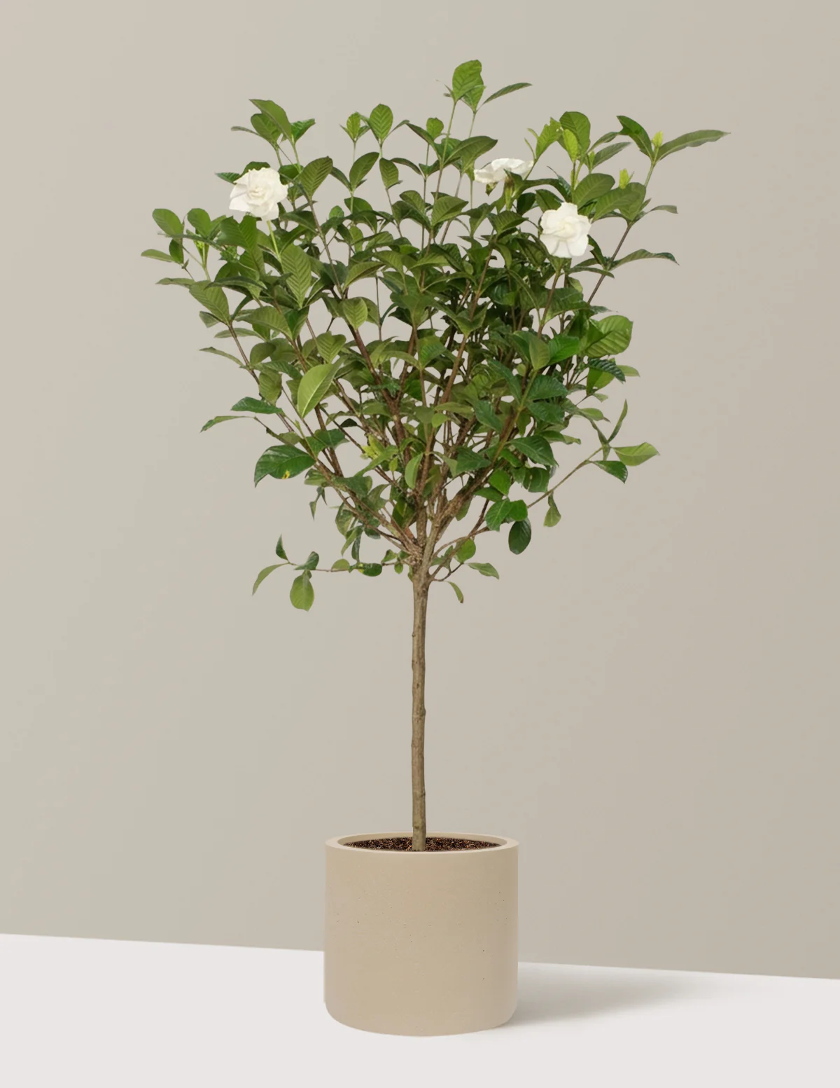 Large Gardenia Tree - Image 29