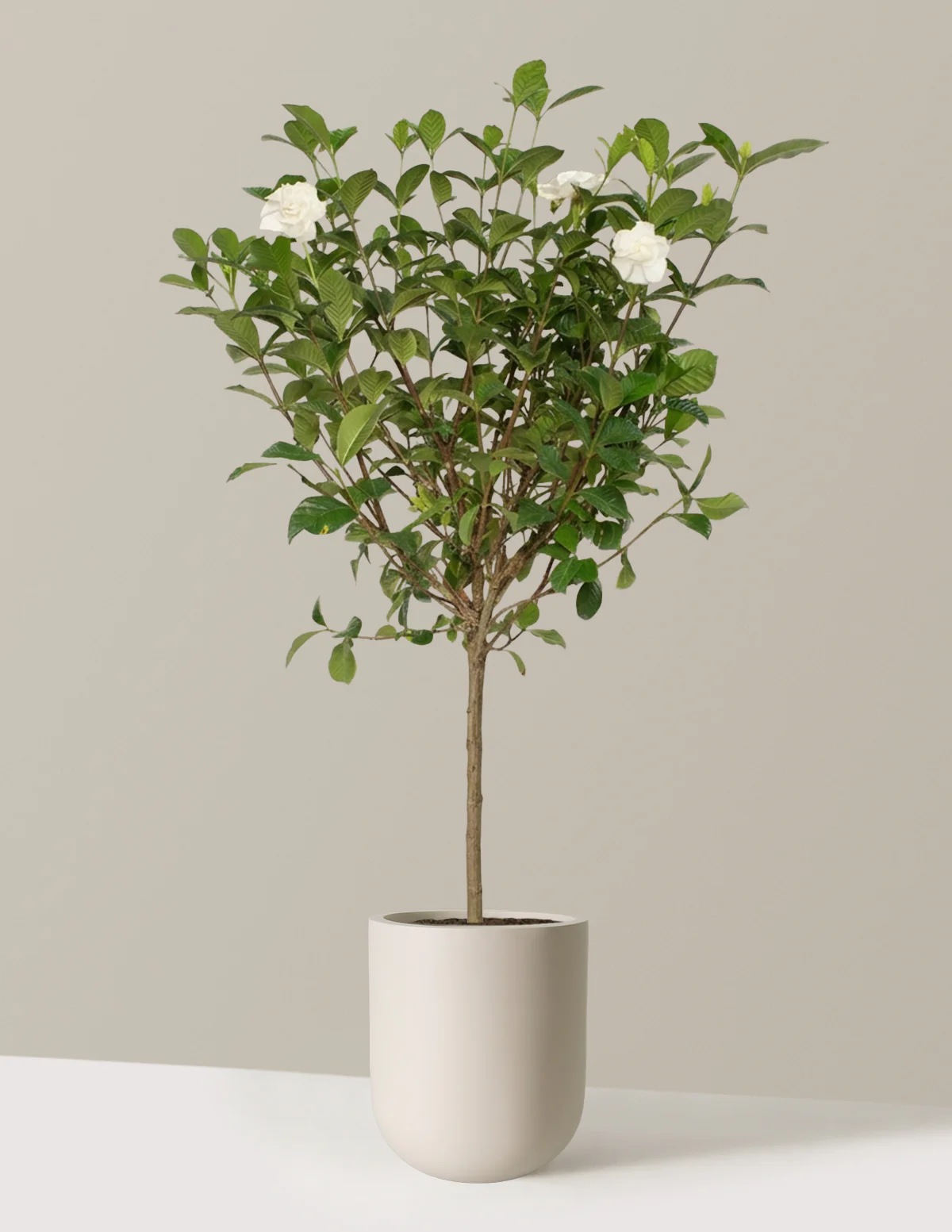 Large Gardenia Tree - Image 3