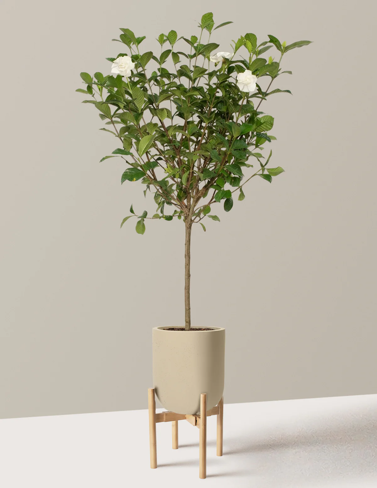 Large Gardenia Tree - Image 30
