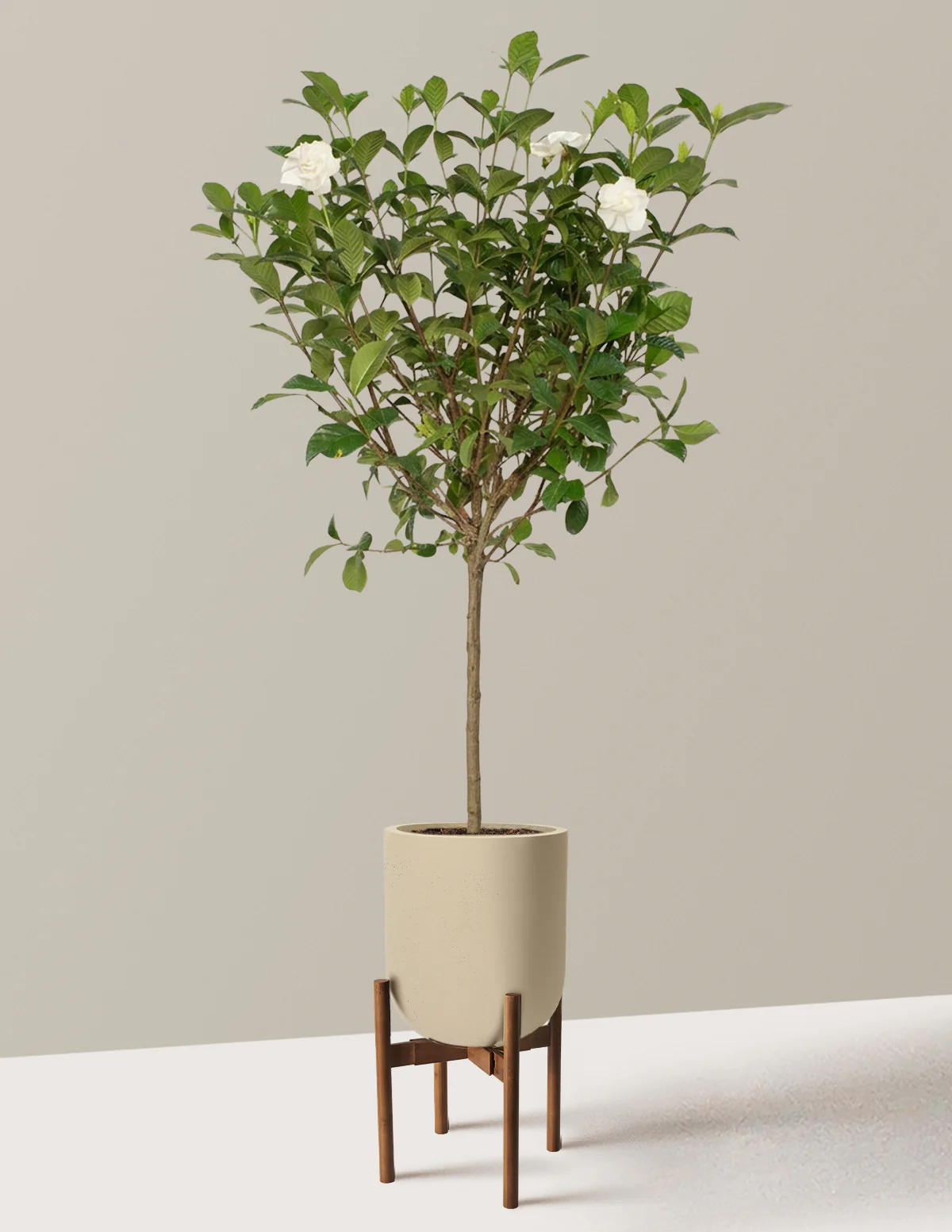 Large Gardenia Tree - Image 31
