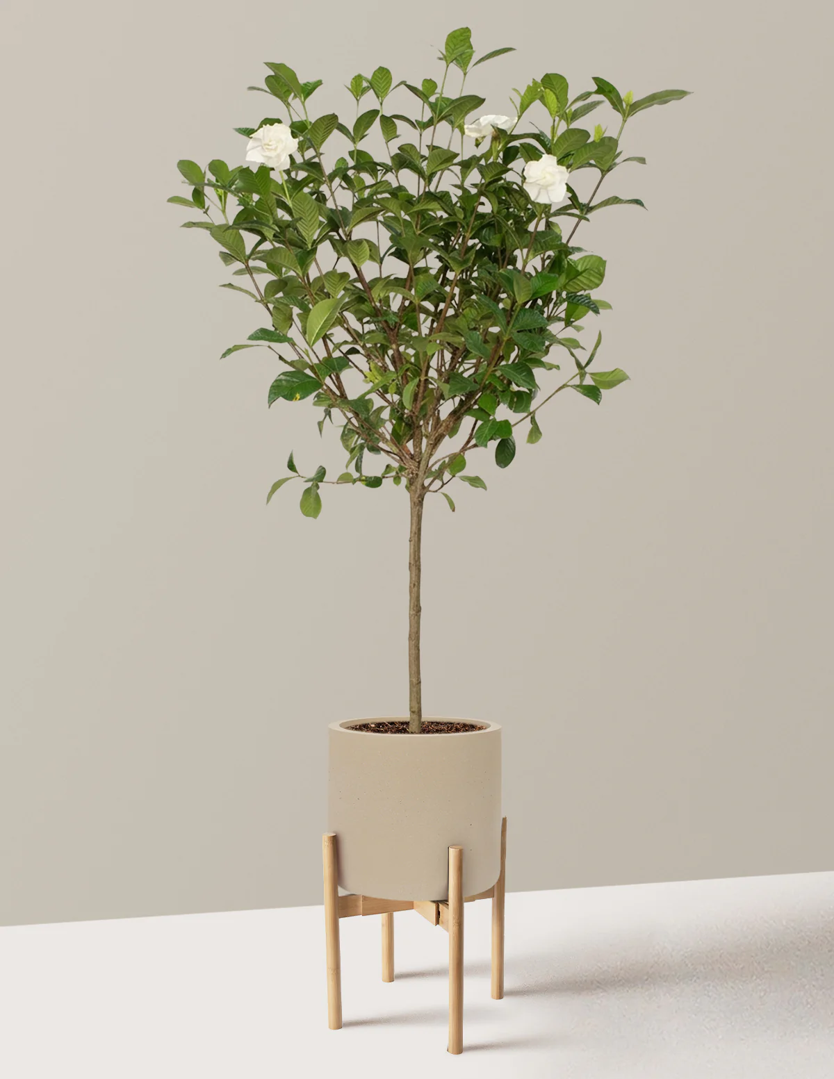 Large Gardenia Tree - Image 32