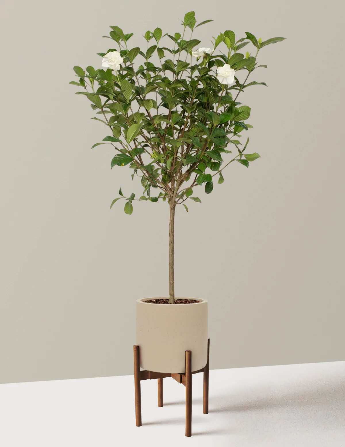 Large Gardenia Tree - Image 33