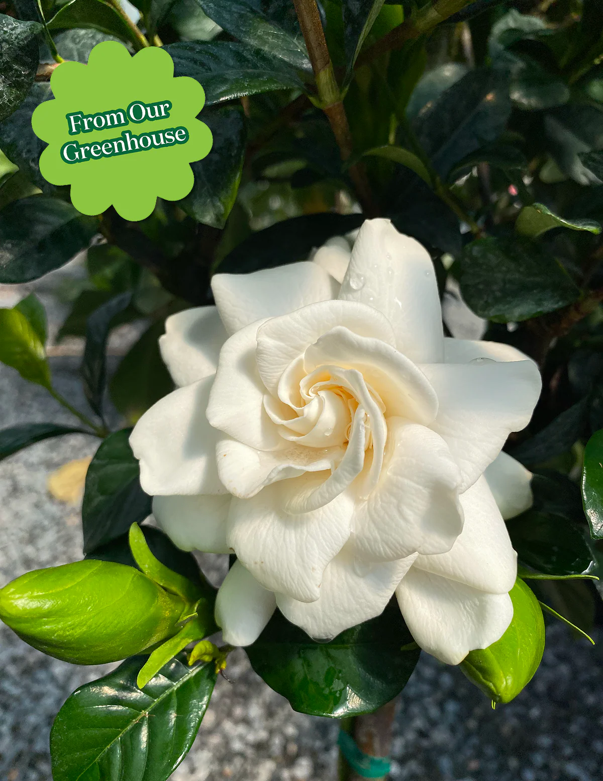 Large Gardenia Tree - Image 4