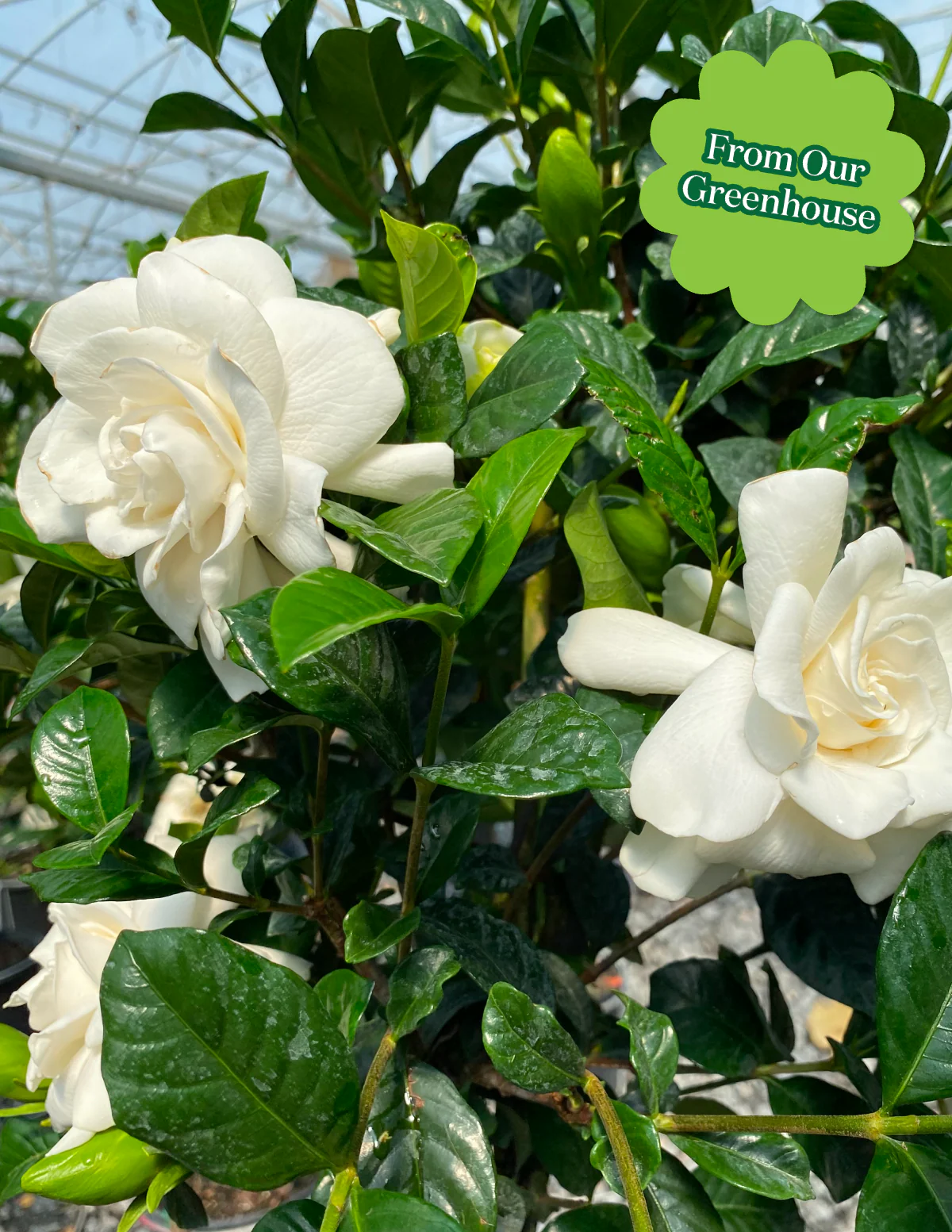 Large Gardenia Tree - Image 5