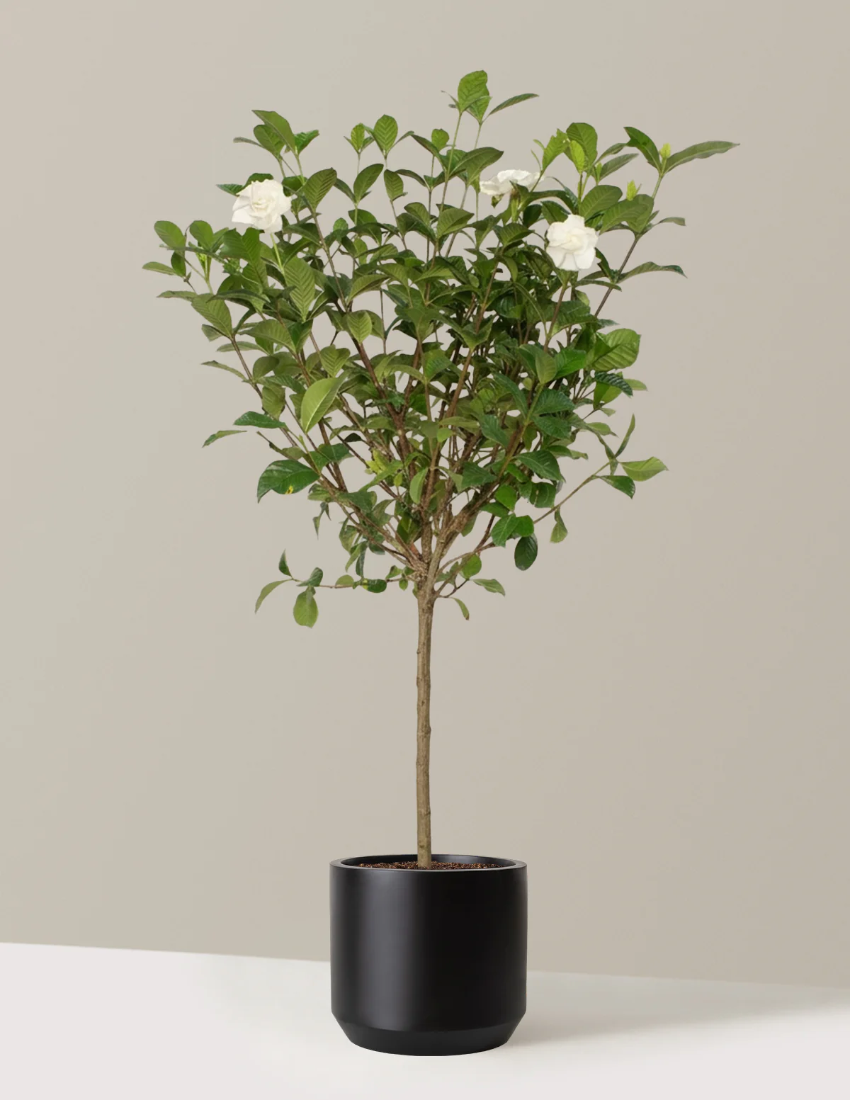 Large Gardenia Tree - Image 7