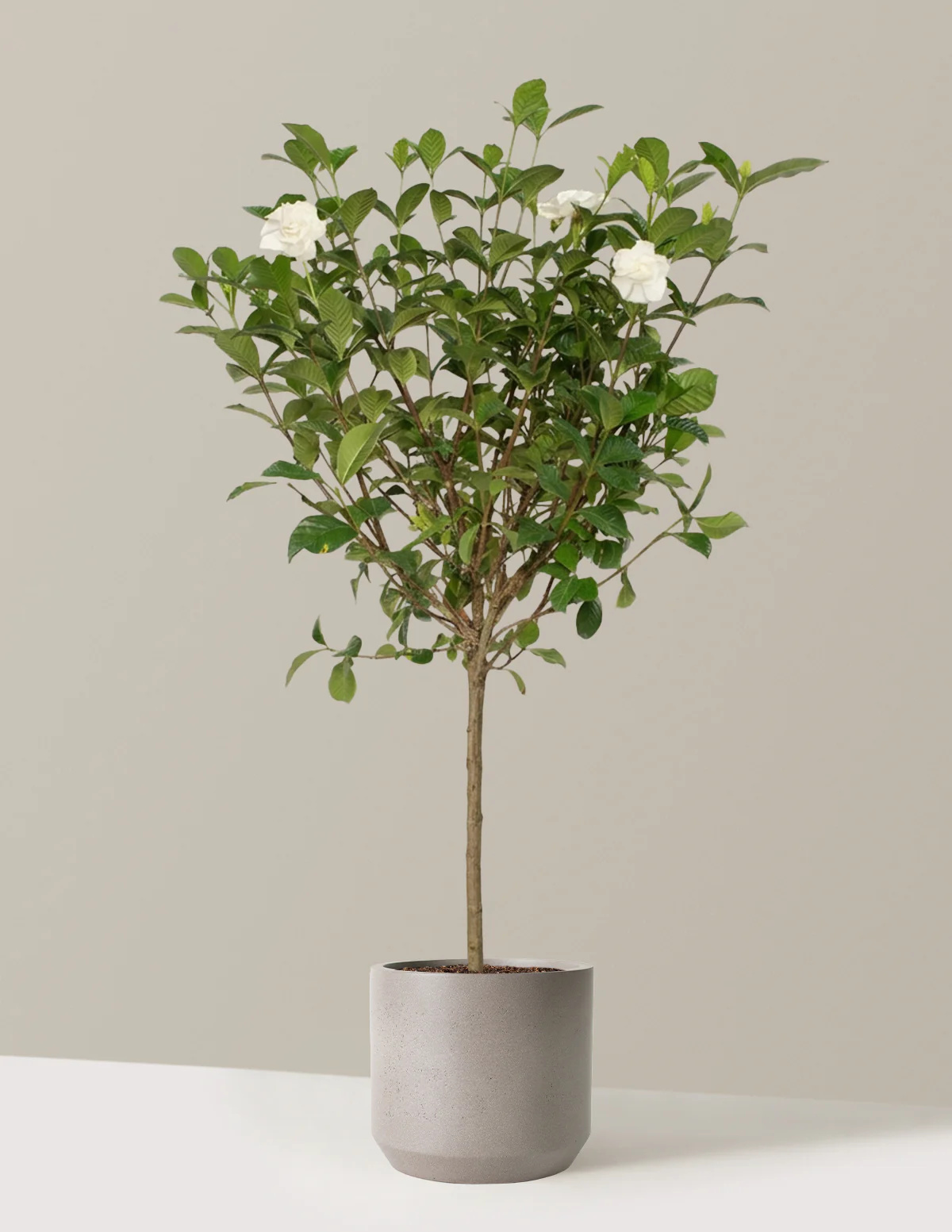 Large Gardenia Tree - Image 8