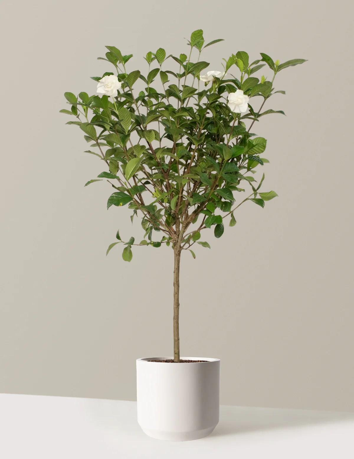 Large Gardenia Tree - Image 9