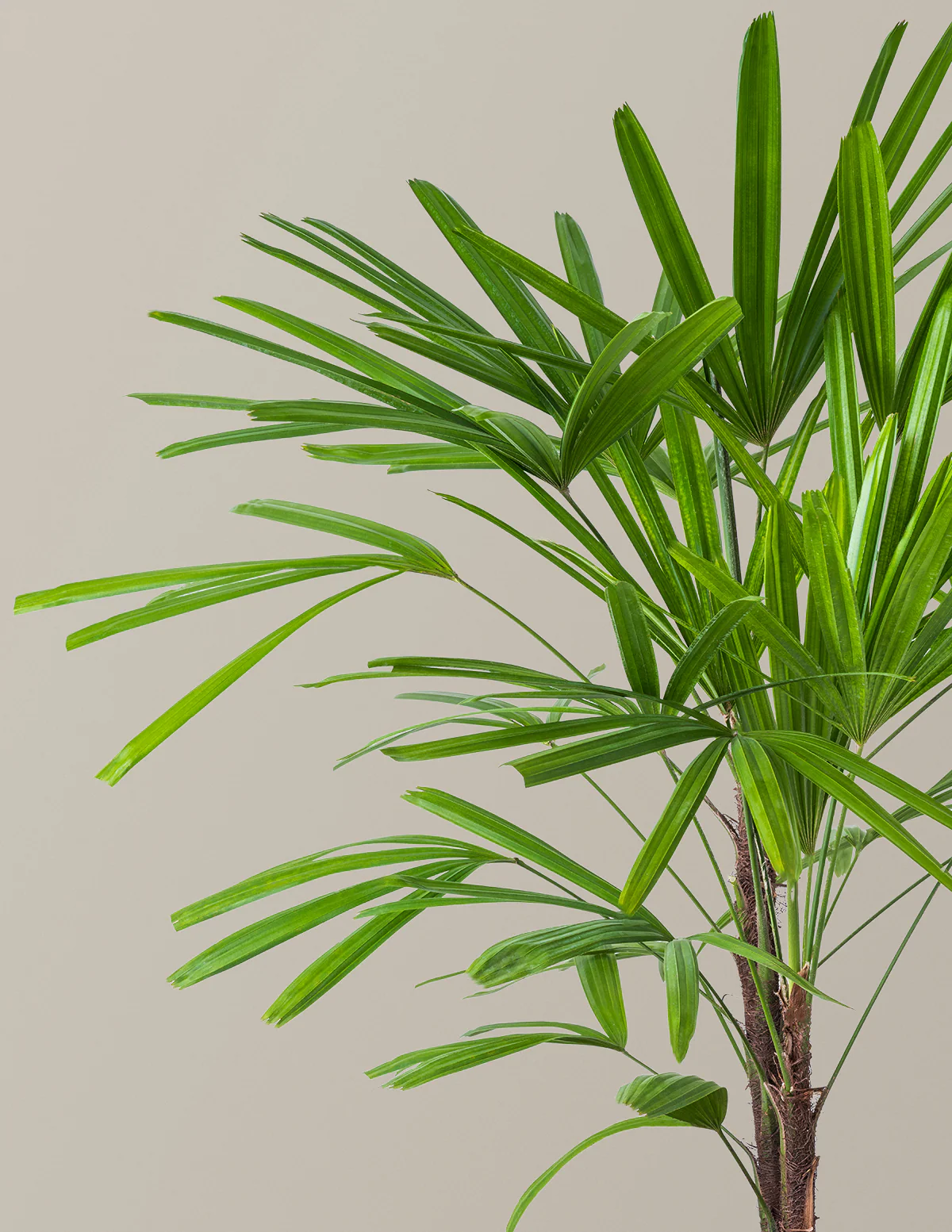 Large Lady Palm