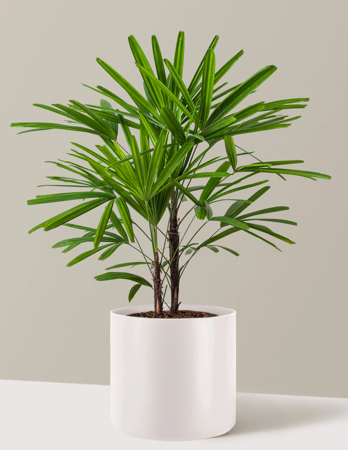 Large Lady Palm - Image 10