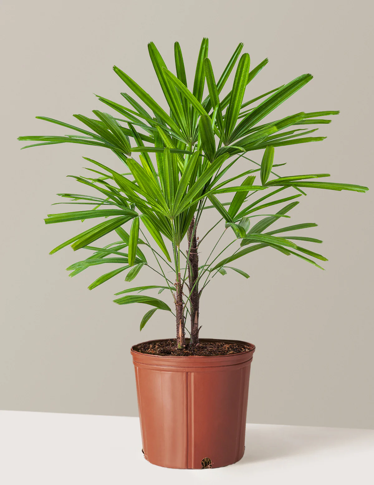 Large Lady Palm - Image 11