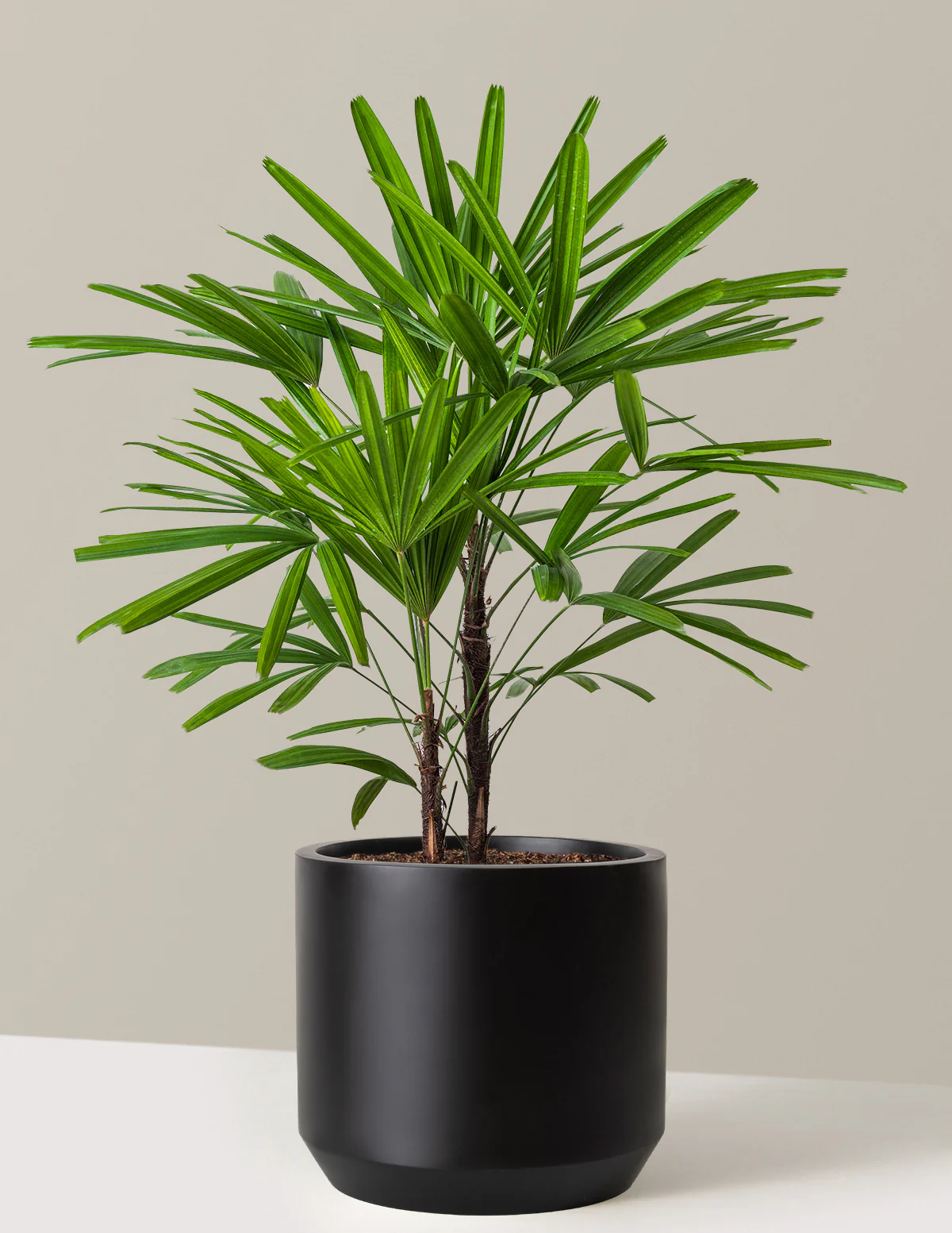 Large Lady Palm - Image 12