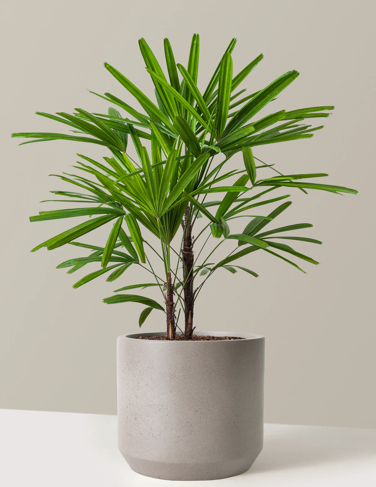 Large Lady Palm - Image 13