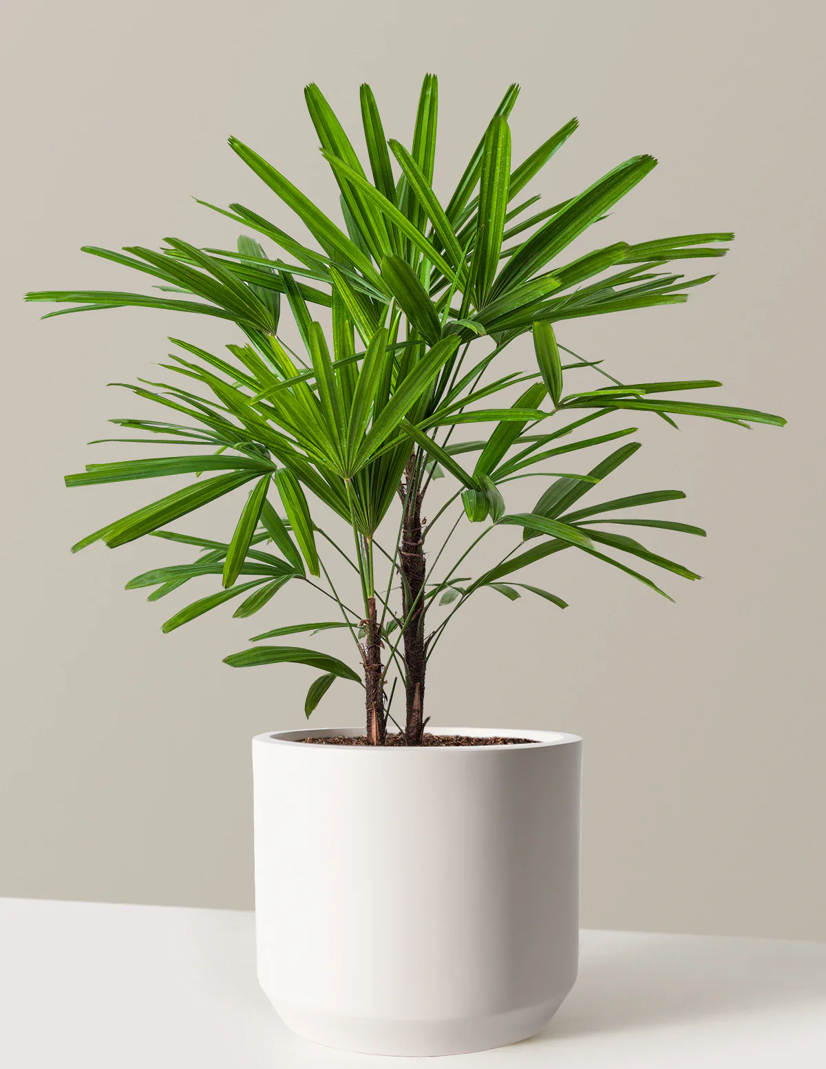 Large Lady Palm - Image 14