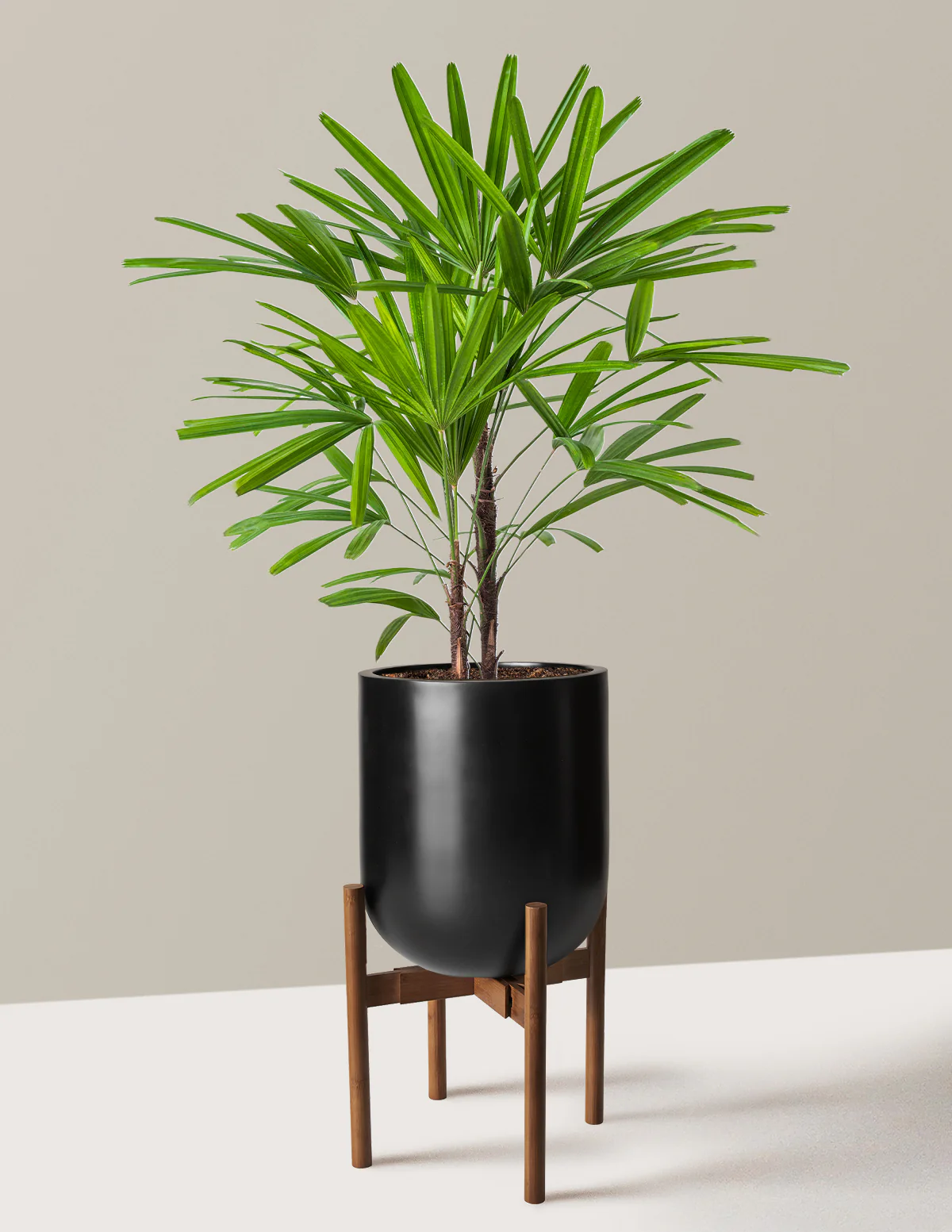 Large Lady Palm - Image 15