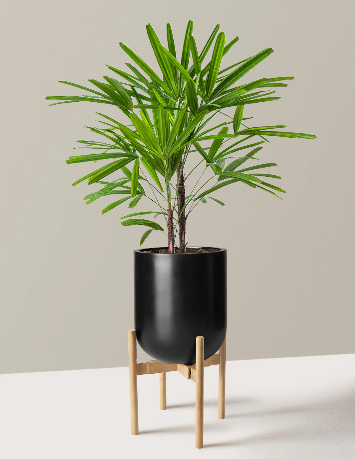 Large Lady Palm - Image 16
