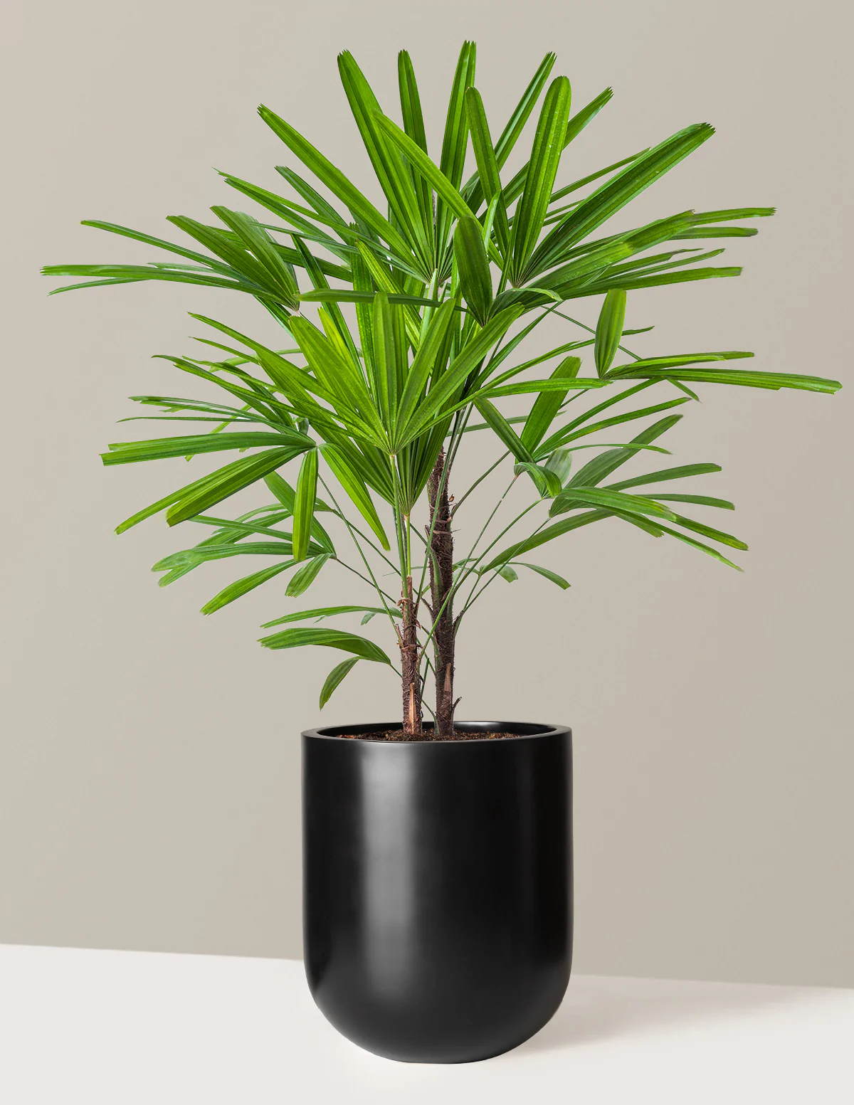 Large Lady Palm - Image 17
