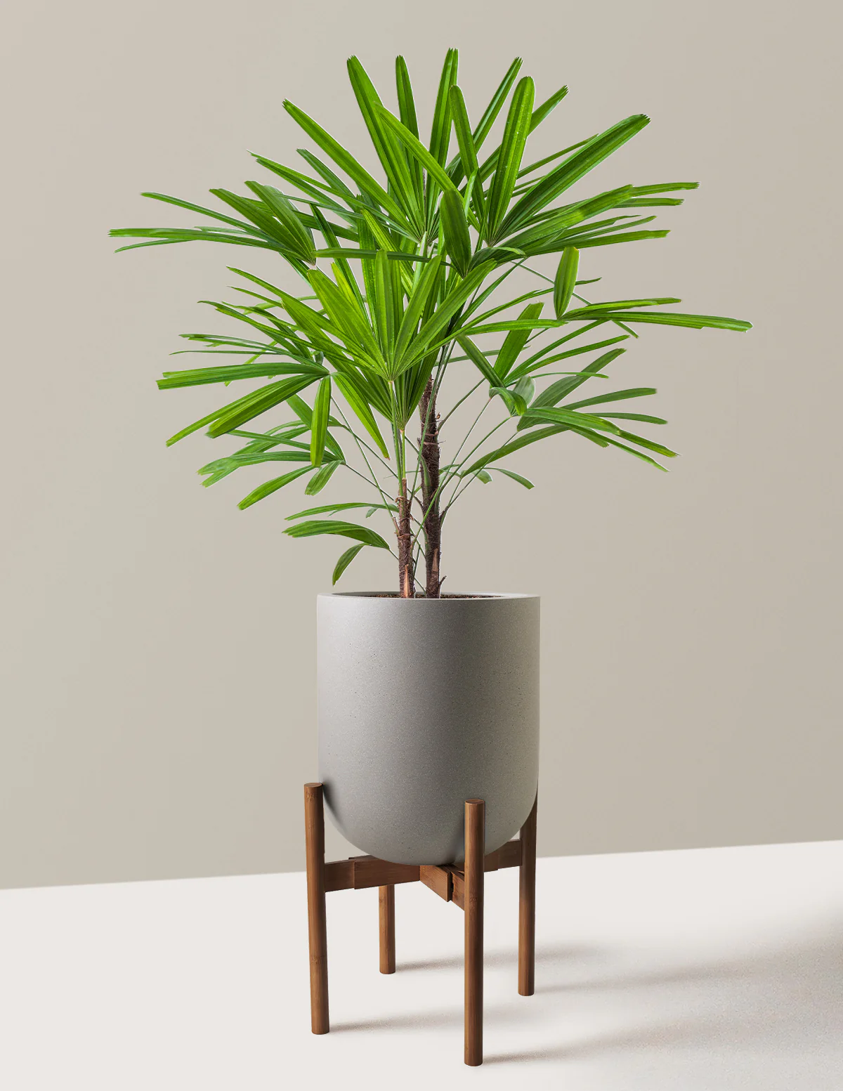 Large Lady Palm - Image 18