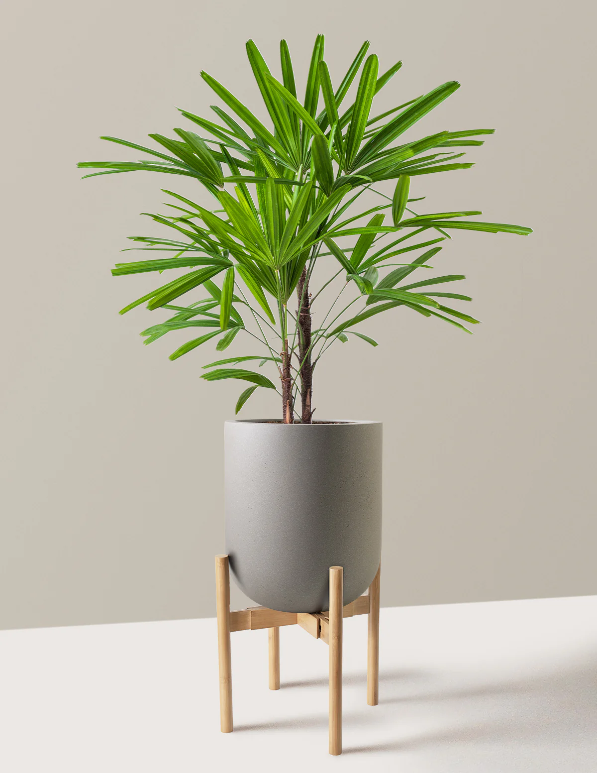 Large Lady Palm - Image 19