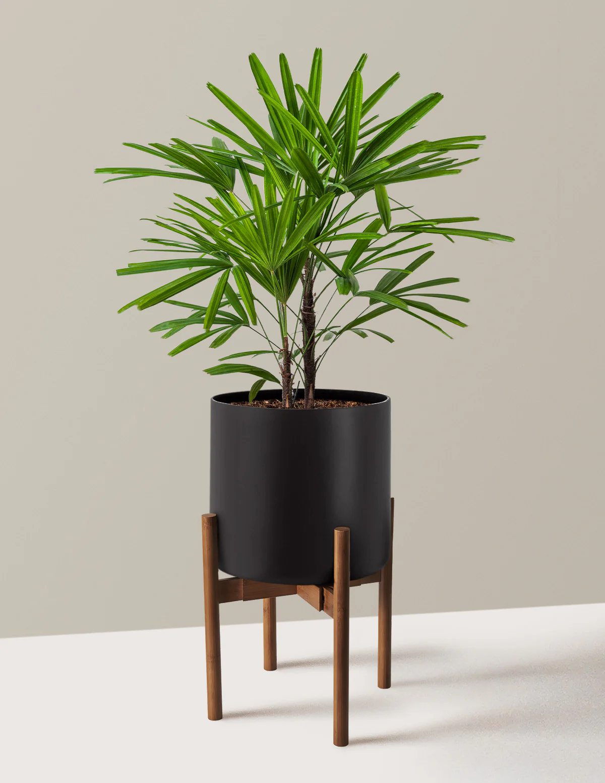 Large Lady Palm - Image 2