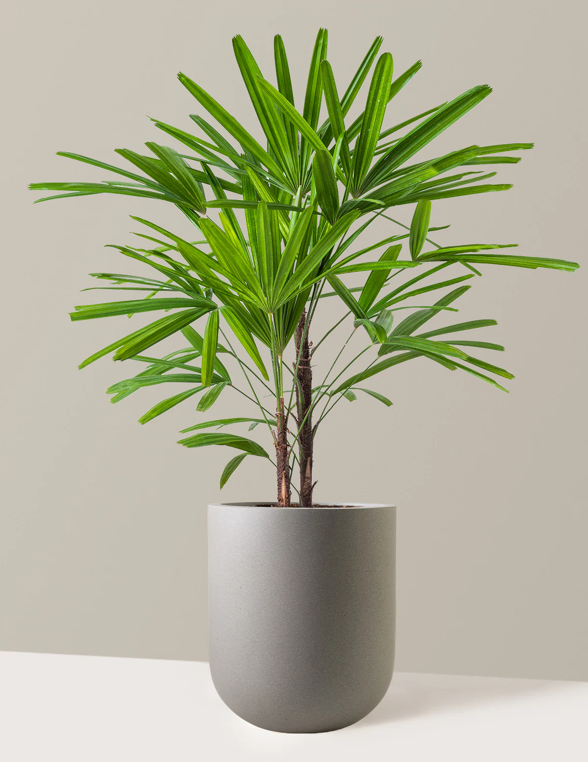 Large Lady Palm - Image 20