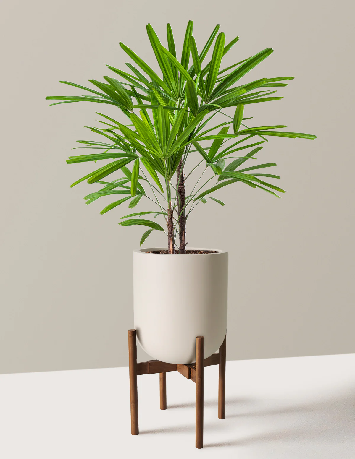 Large Lady Palm - Image 21